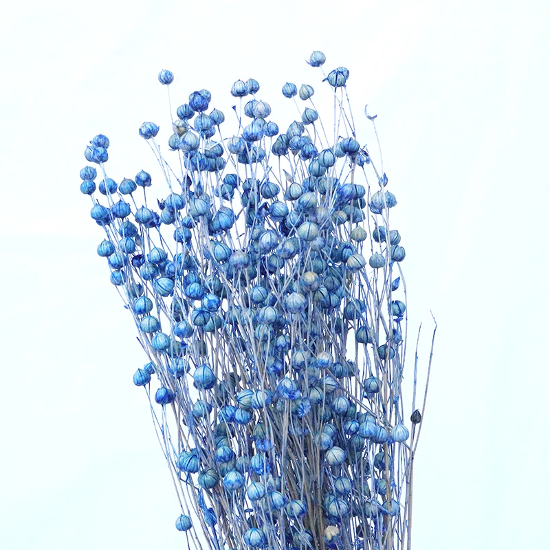 2021 Amazon Hot Selling Cheap Wholesale Acacia Bean Natural Dried Flowers Decorative Dried Jequirity