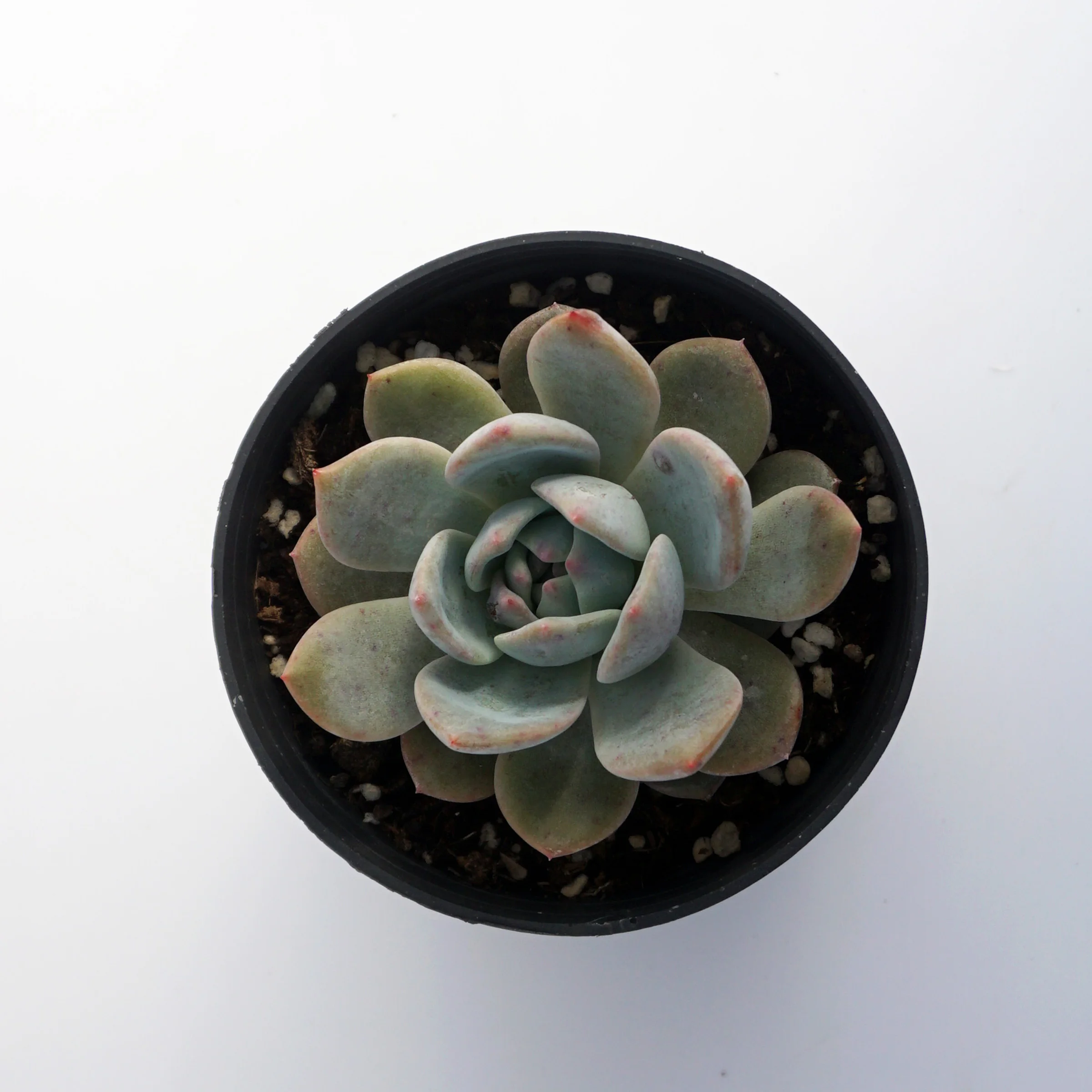 factory direct supply High Quality suculentas natural variegated echeveria rare succulent plants