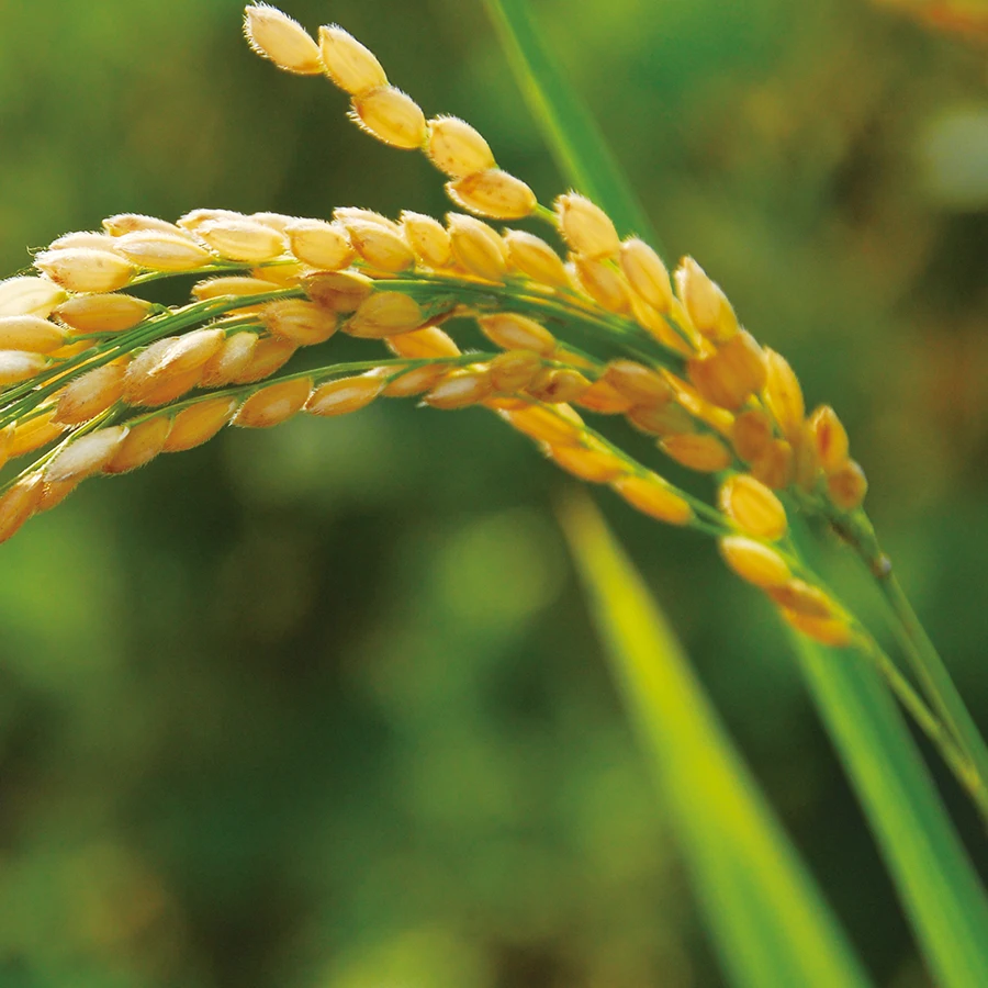 Wholesale Flat PP Plastic Plant Growing Rice Paddy Seedling Transplanter Tray