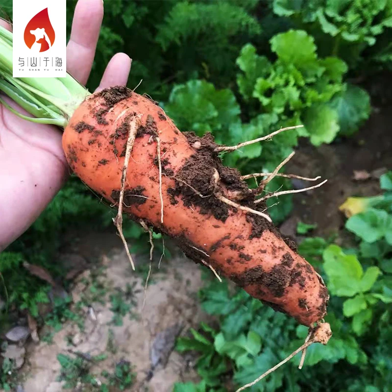 China Export Manufacturer Supply Fresh Vegetables Carrot Fresh Carrots