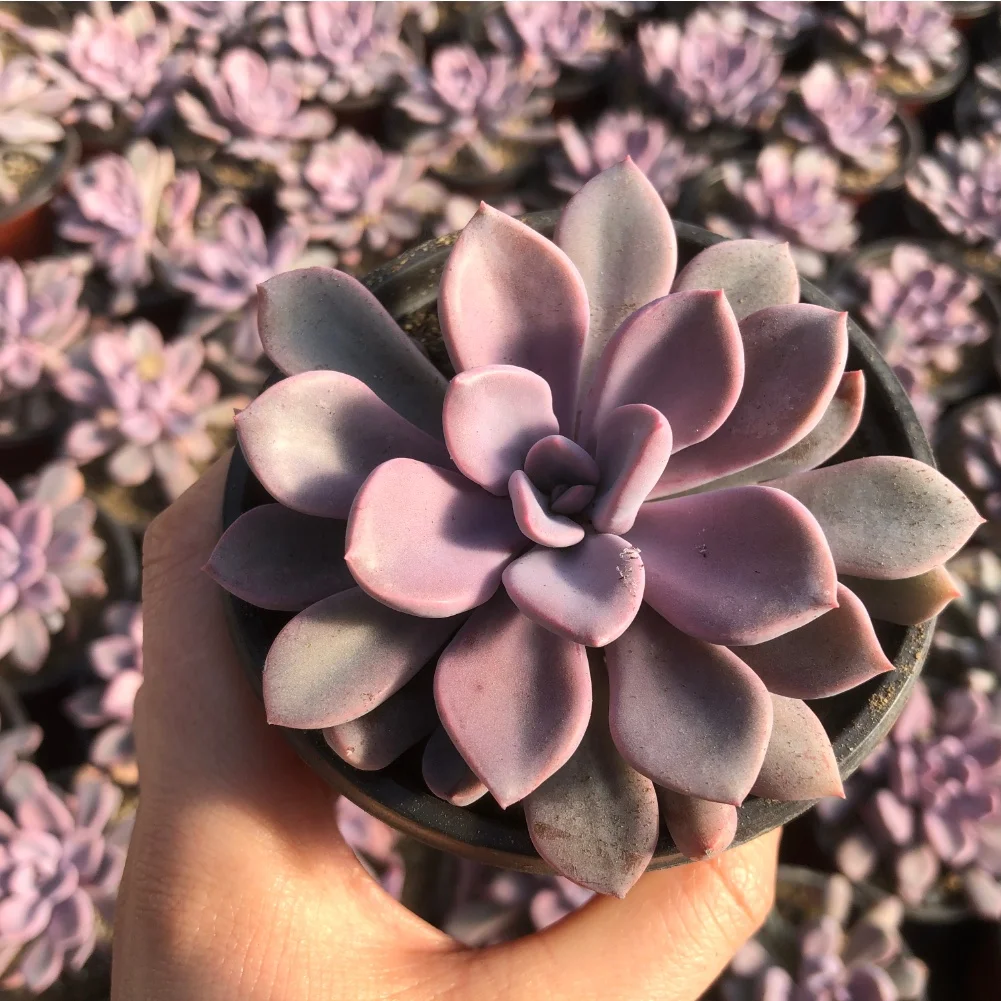 
Garden decoration echeveria gorgeous live natural succulenet plants house plant with attracive price 