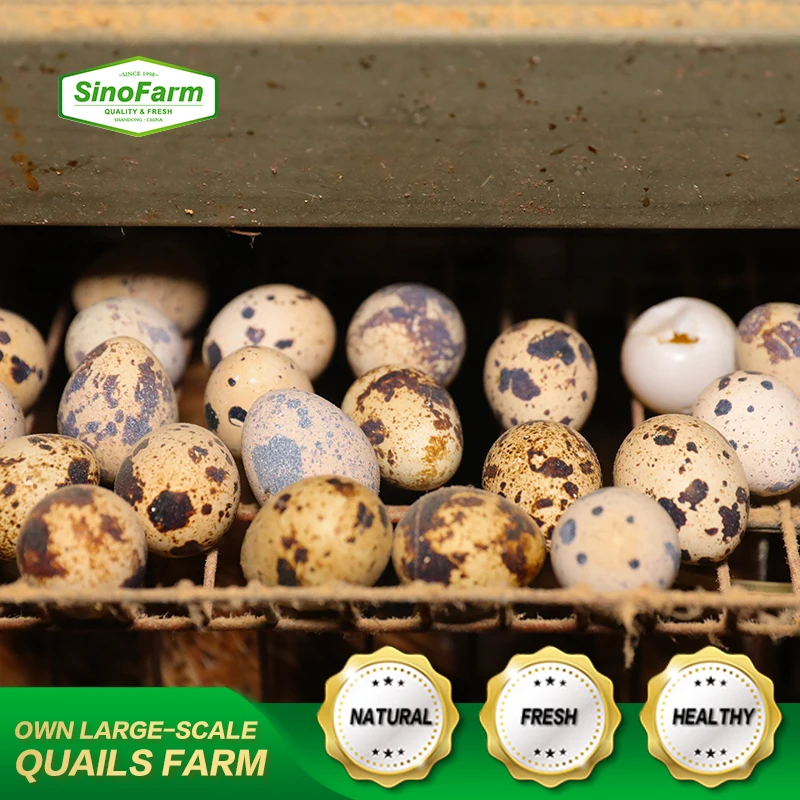 Canned food of caned fresh quail eggs for eating in tins packing in canned sale boiled cans quail egg cartons  in brine