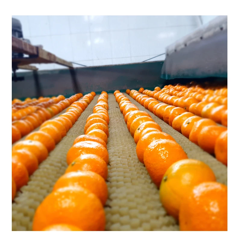 
Wholesale High Quality Fresh Egyptian Valencia Orange 
