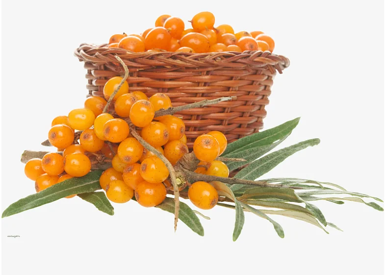 manufacturer directly supplied sea buckthorn
