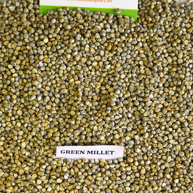 Green millet seeds Indian Origin