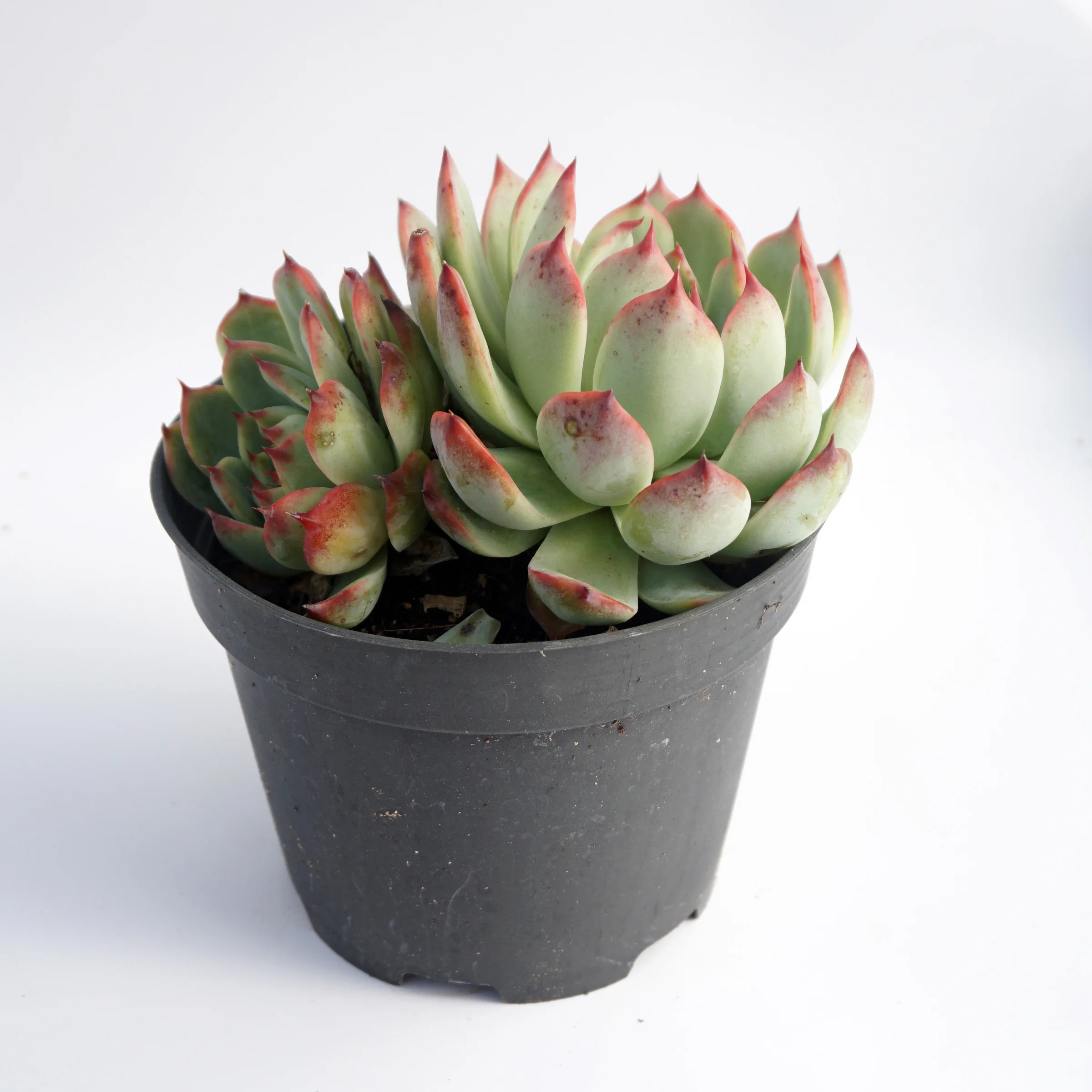 china live plantsFactory direct supply of suculentas natural wholesale succulent plant