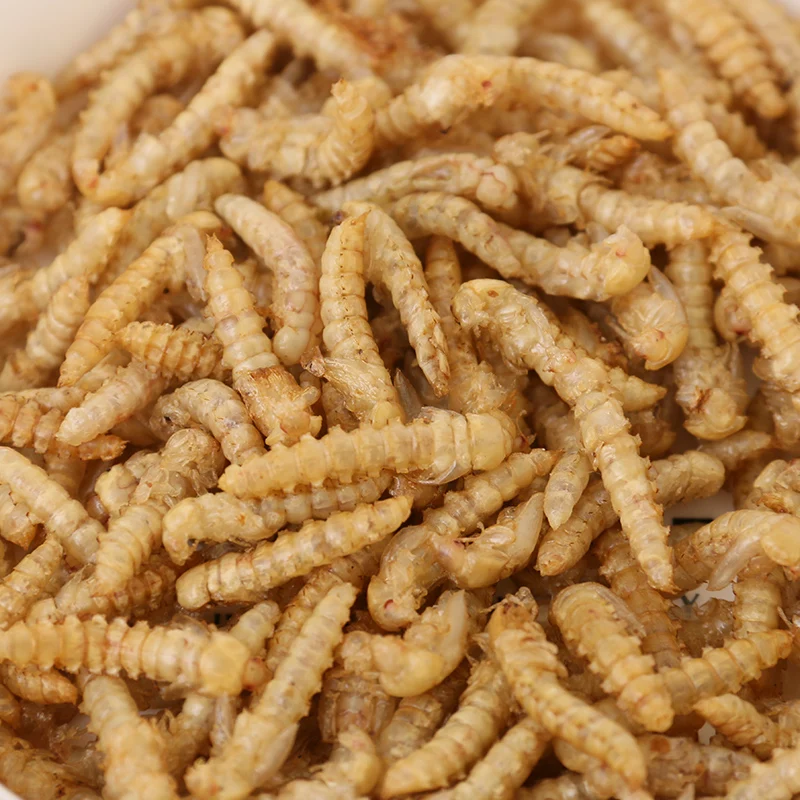 2021 direct high-protein insect bait pet edible dried mealworm