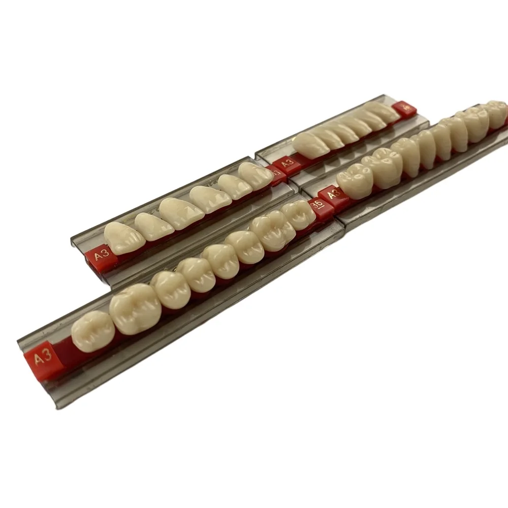 Dental 2-layer Synthetic Resin Teeth Denture Teeth Acrylic Resin Teeth