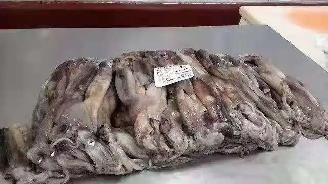 
Fresh Sea Food Tube Products Exporters Loligo Whole Trawl Catching 150-250g Calamares Frozen Argentina Illex Squid for Market 