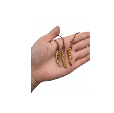 Customization High End High Level Cordiceps Cordyceps Sinensis Fruiting Body Freeze Dried Cordyceps Militaris