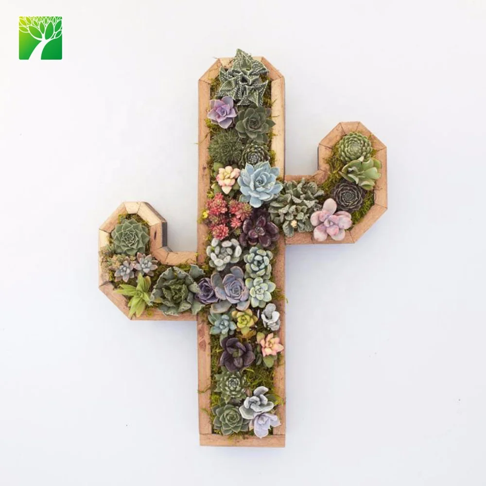 
Plant farm wholesale redwood cactus kit indoor decoration cactus plant 