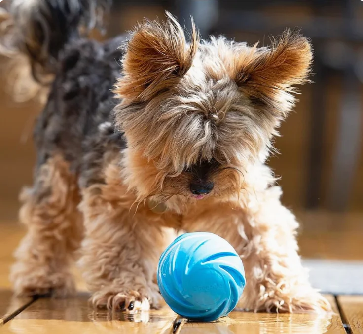 Dropshiping Service Best Sale in Interactive Chewing Premium Dog Toys Wicked Ball The most Popular Pet Product 2020