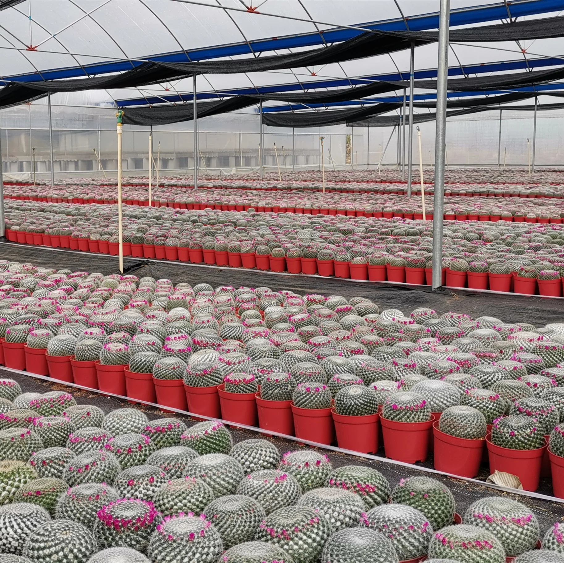 
Cactus Echinocactus grusonii 