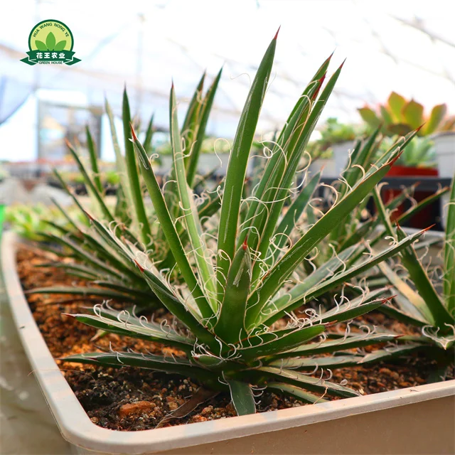 Натуральные Редкие горячие продажи, суккуленты, живые агавы, суккуленты для дома и сада, детский сад
