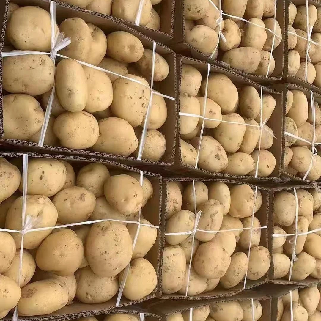 China Manufacturer Organic Fresh Potato Nice Price Per Ton