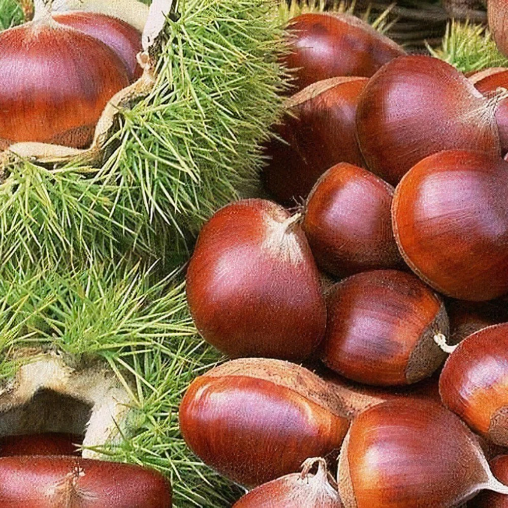Заводская цена, отличные каштаны для продажи