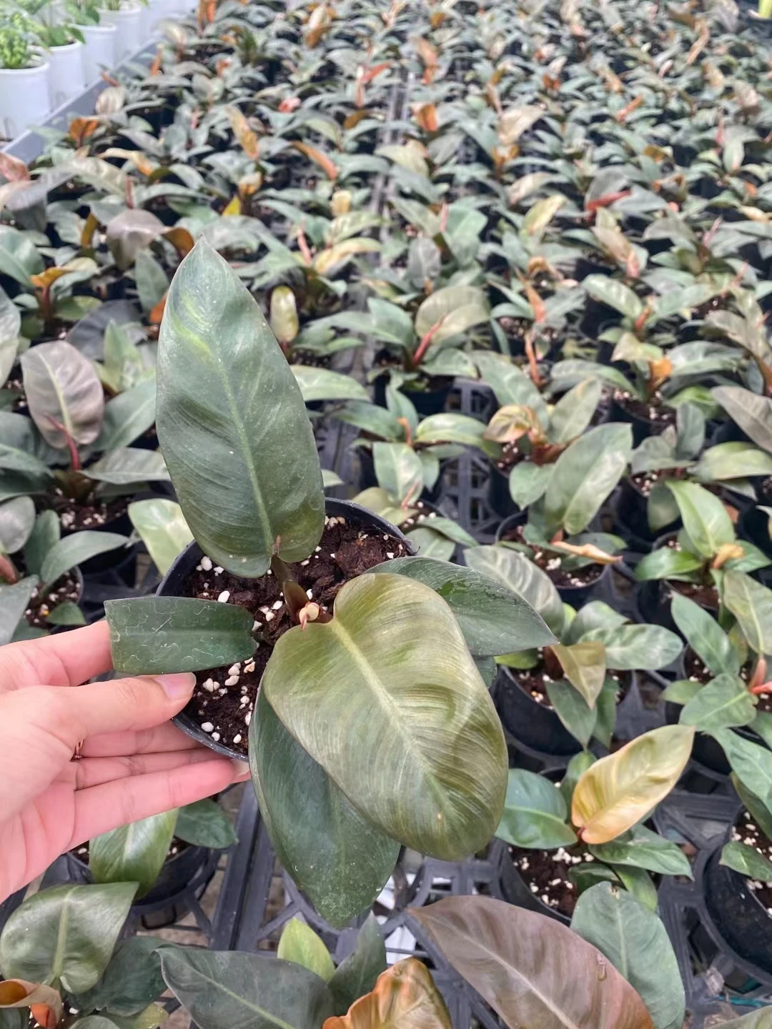  Philodendron black cardinal живые растения комнатный бонсай