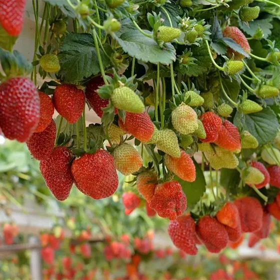 Agricultural tomato growing film greenhouse with hydroponic culture Soilless cultivation