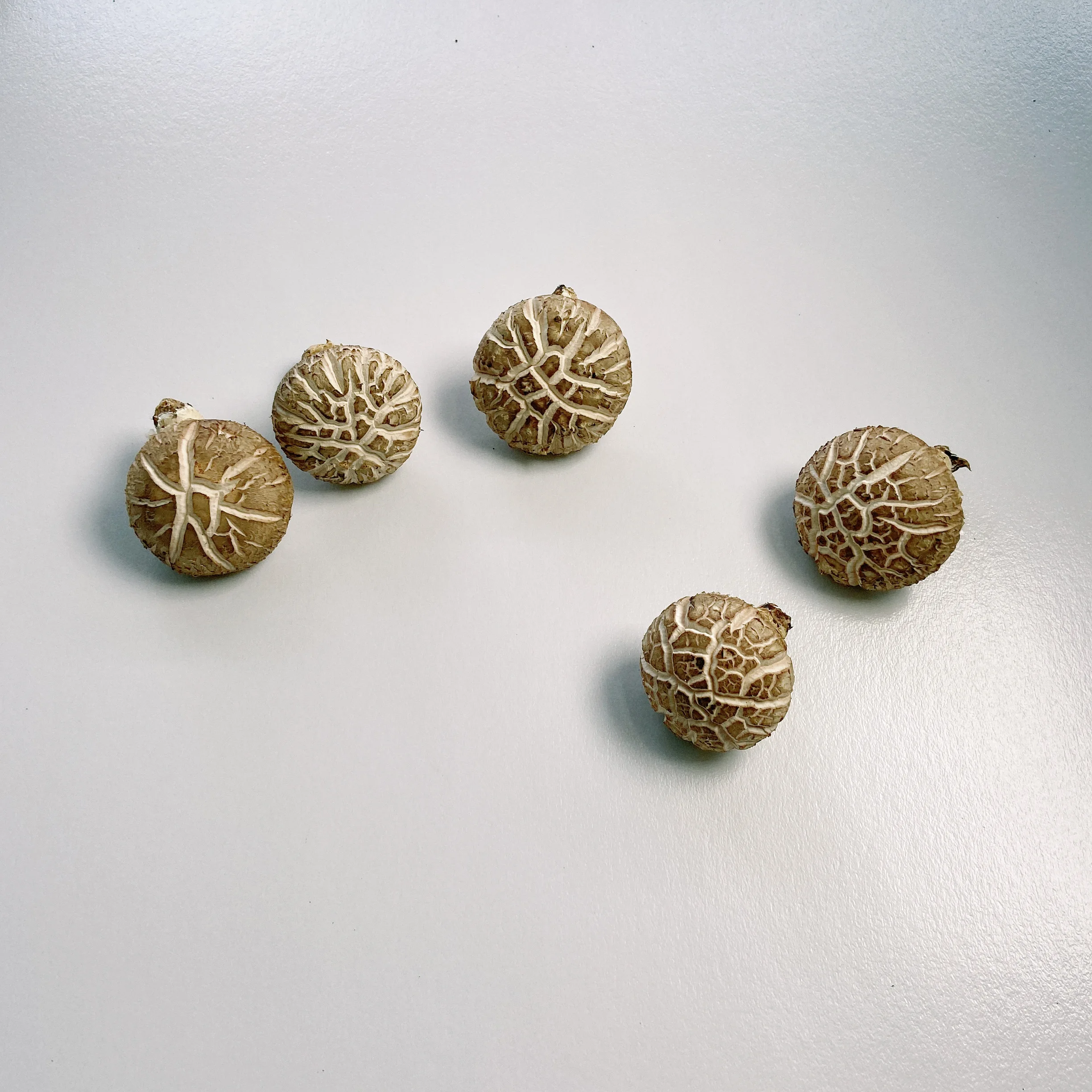 
Professional Hot Sale Dried Shiitake Mushroom Prices Production 