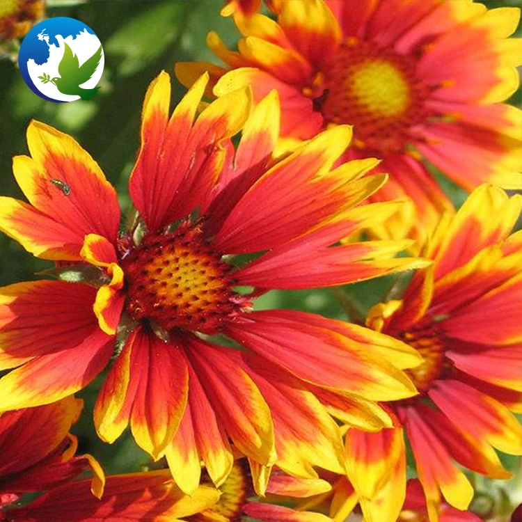 
summer ornamental carnation tropic beautiful cut flower seeds supplier perennial flowers plant seed 