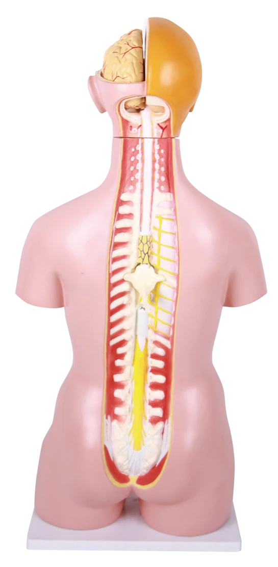human anatomy torso anatomical model