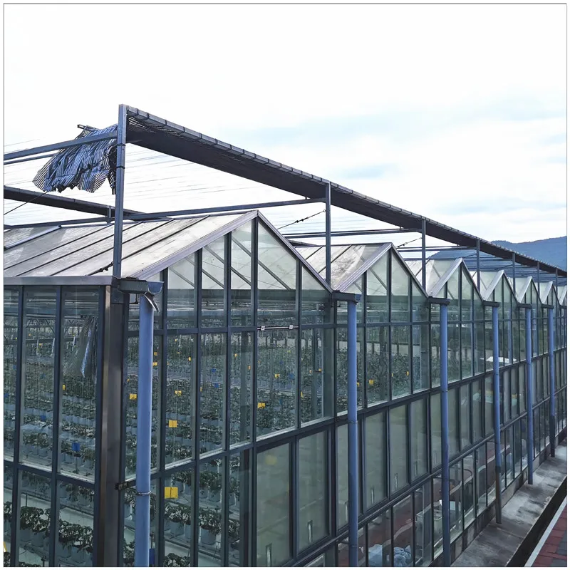China Factory Price Galvanized Steel Frame Tomato Strawberry Growing Multi Span