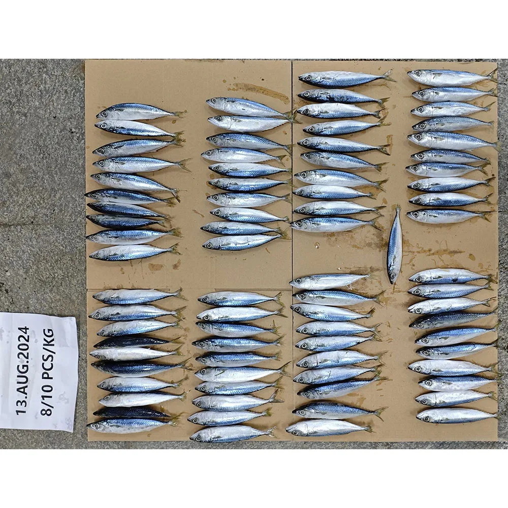 Sea Frozen 50-80g Pacific Mackerel Fish Blue 100 150g Land Wr