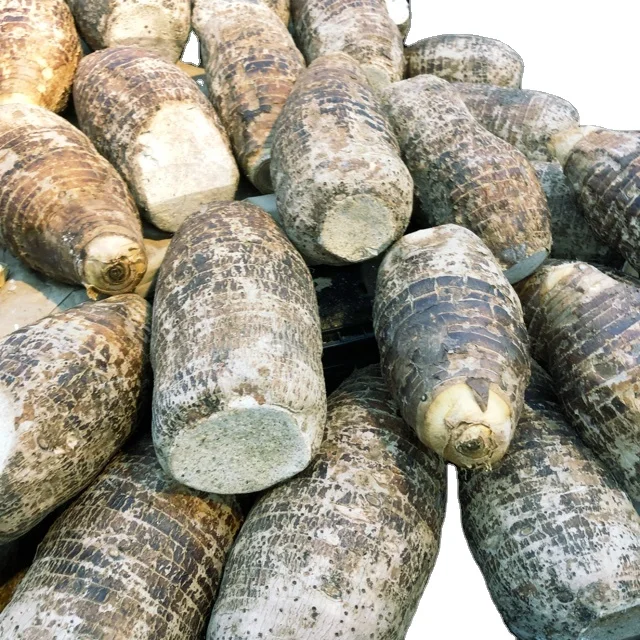 Top Quality Cleaning Fresh Long Taro Wholesale Price Fresh Long taro Vegetables Exporter