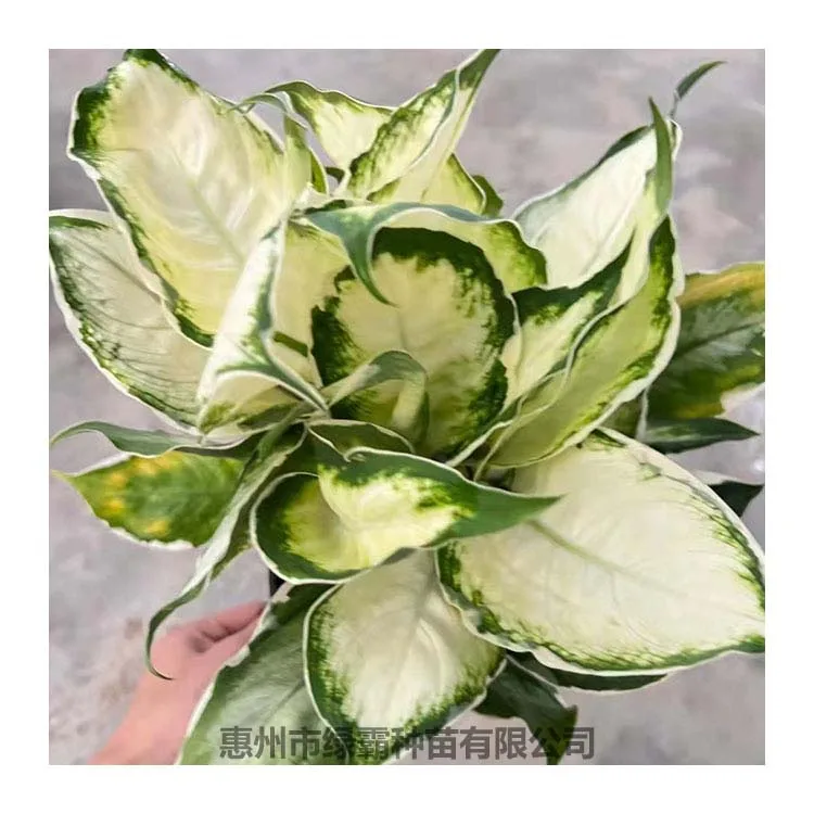 Popular Chinese Evergreen plant  White Moonlight Aglaonema  artificial plant bonsai