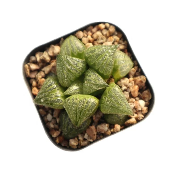 
succulents wholesale live natural plants live haworthia succulent plant 