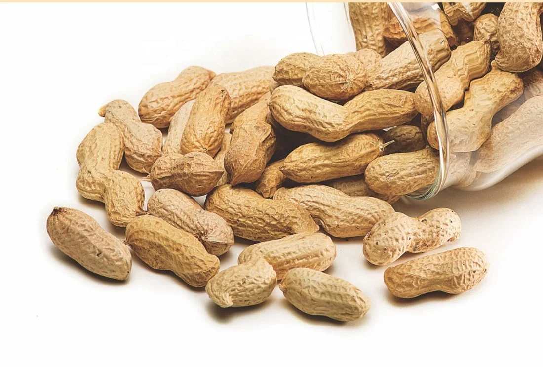 
Best quality Bold peanuts with reddish-brown skin with an oblong shape 