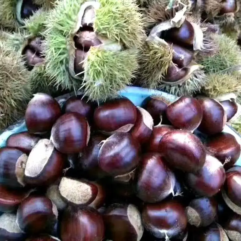 Good Quality Chestnut