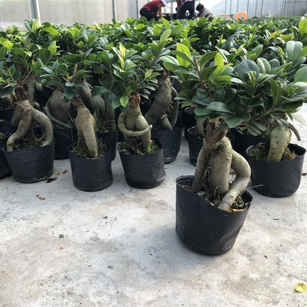 
Outdoor taiwan grafted ficus mini bonsai 100g 