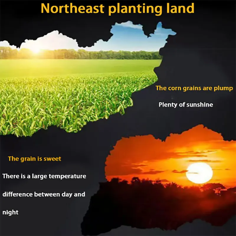 Wholesale animal feed corn price Healthy corn for animals 100% Natural Animal Feed Corn