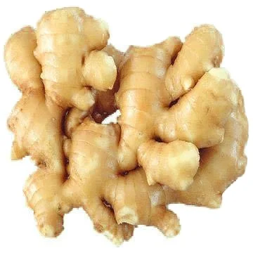 Fresh Vegetables Ginger Yellow Ceramic Ginger Black ginger price in china