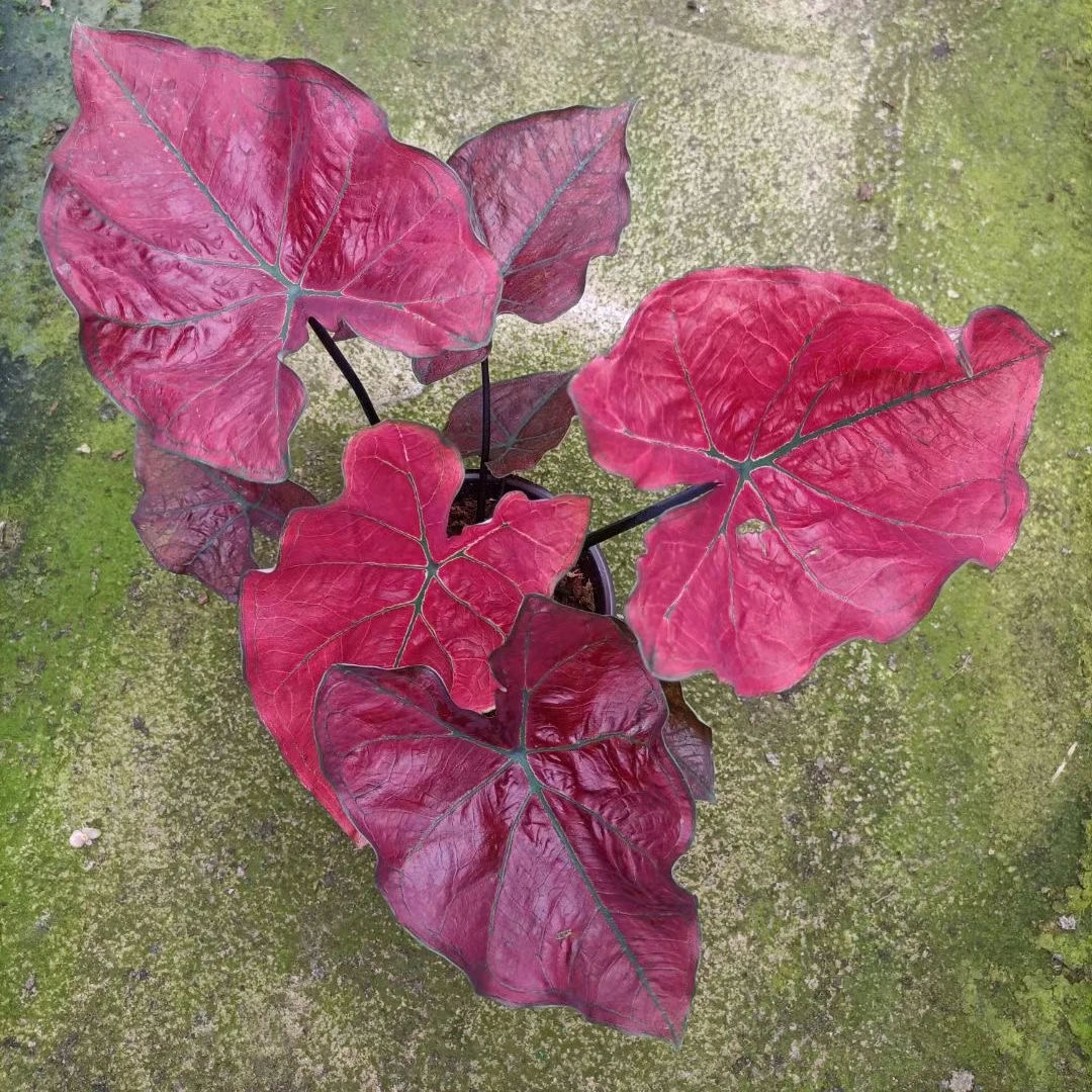 Wholesale Alocasia macrorrhiza