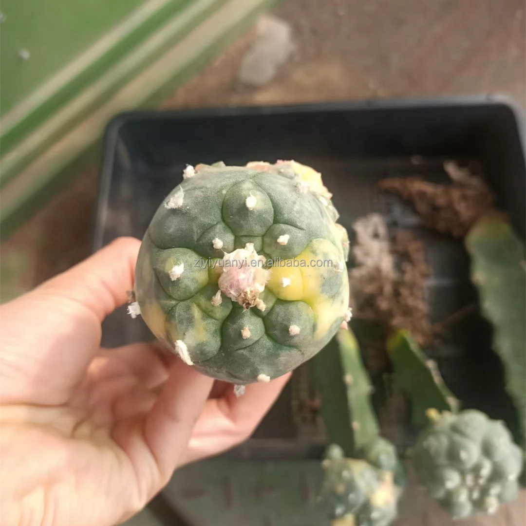 3-4 см живое кактусовое растение variegata, привитое садовое цветное домашнее кактус, суккуленты, тропические растения