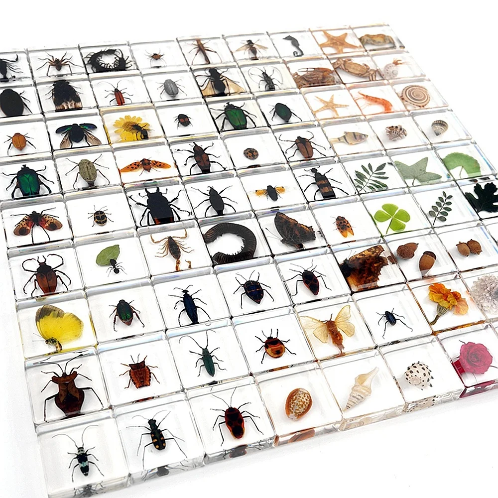 Wholesale resin centipede specimen embedded biological specimen true insect resin model specimen for school teaching