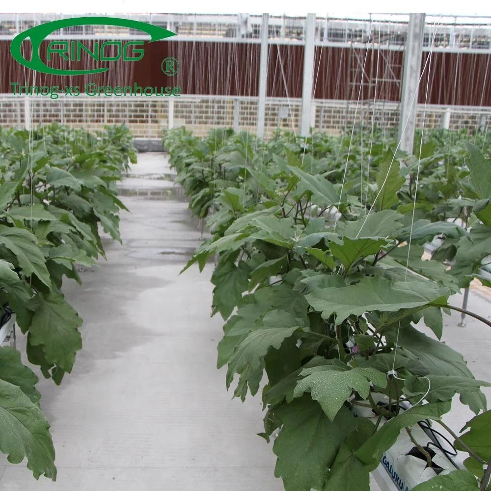 Glass tomato hydroponic greenhouses farming equipment