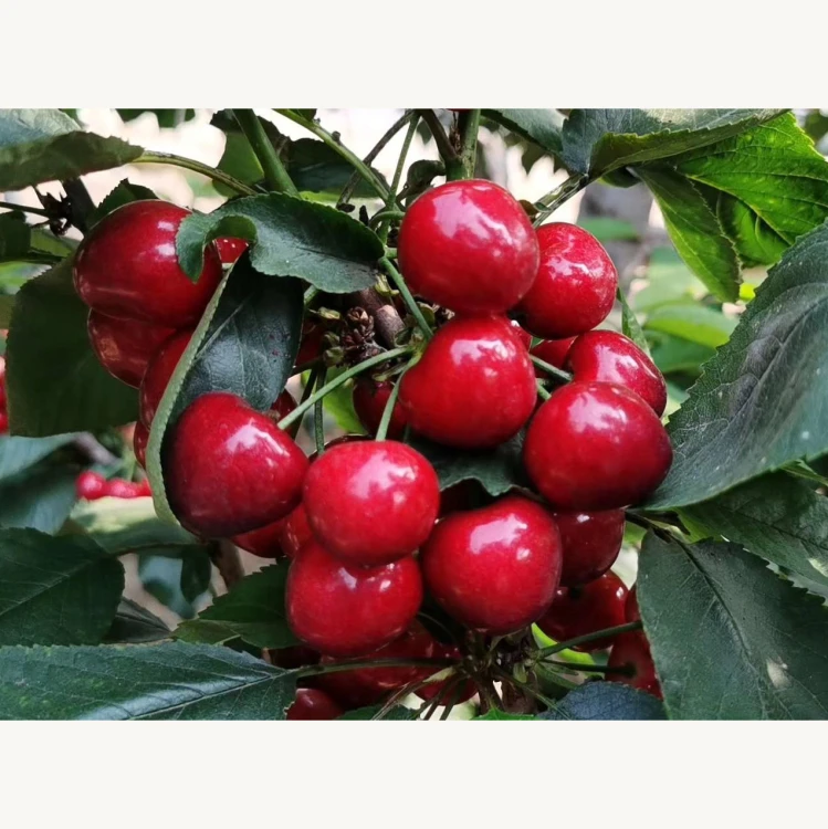
The farm wholesale high quality fresh super sweet cherries 