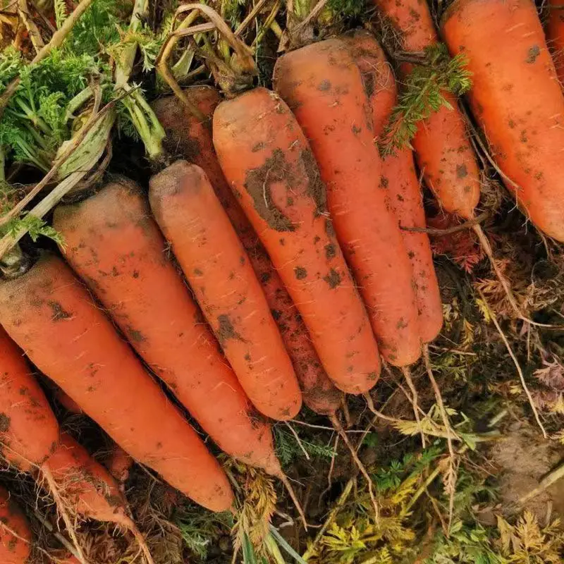Premium Fresh Vegetable Fresh Carrots in Bags All Specifications of Fresh Carrots