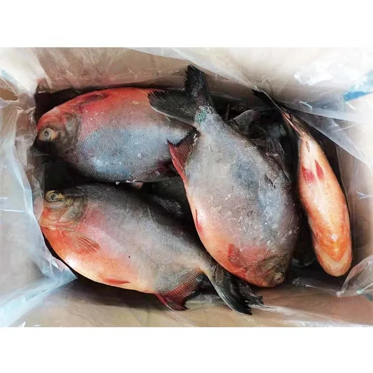 China export frozen pomfret fish red pacu frozen red pomfret fish colossoma brachypomum