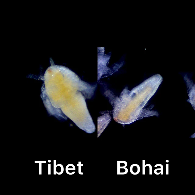 Online Wholesale Fish Feed artemia cysts brine shrimp eggs Trout Fish California perch fry dorado discus Food