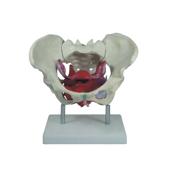 Medical Teaching Advanced PVC Human Skeleton Female Pelvis Anatomical Model with Pelvis Floor Muscle