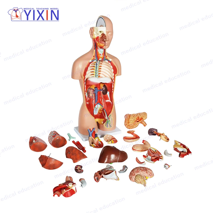 27 Parts  Plastic Human Torso Anatomy Model for Medical Supplies and Equipment