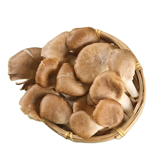 buy fresh brown oyster mushrooms for sale with great price