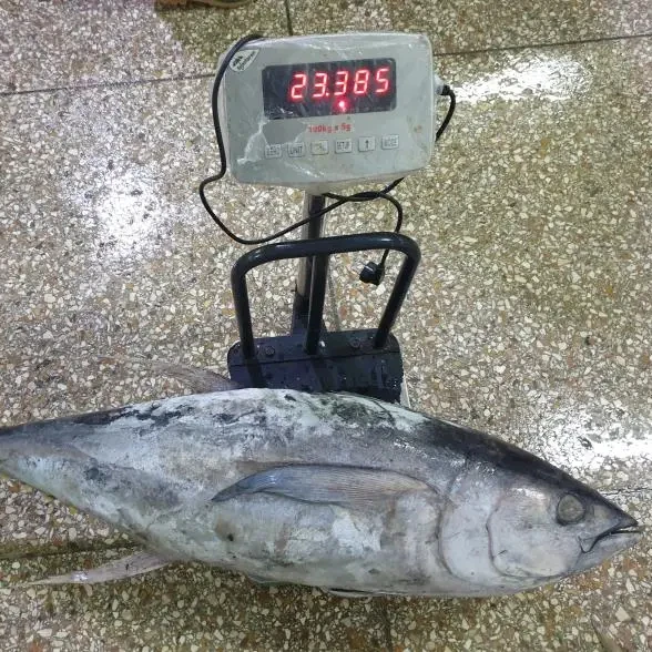 Hot Sale Good Quality IQF Frozen Fish Tuna Fillet Steak