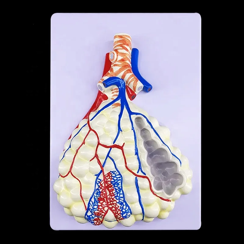 Plastic 3d Human Respiratory System lung with larynx model with magnified alveolus