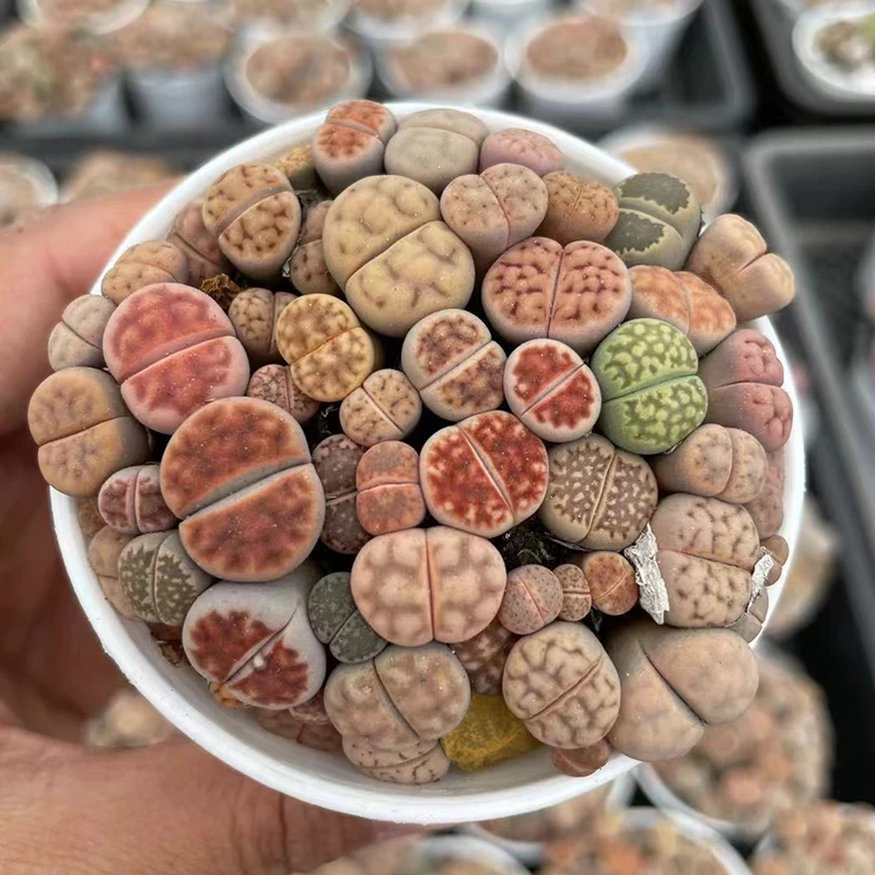 6.2cmpot lithops in pot colour mix direct sale low price bonsai succulent plant Lithops