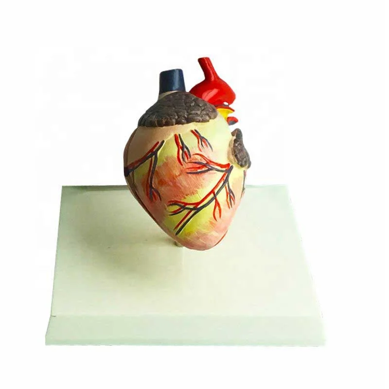 Cardiac anatomy model for pet medicine teaching